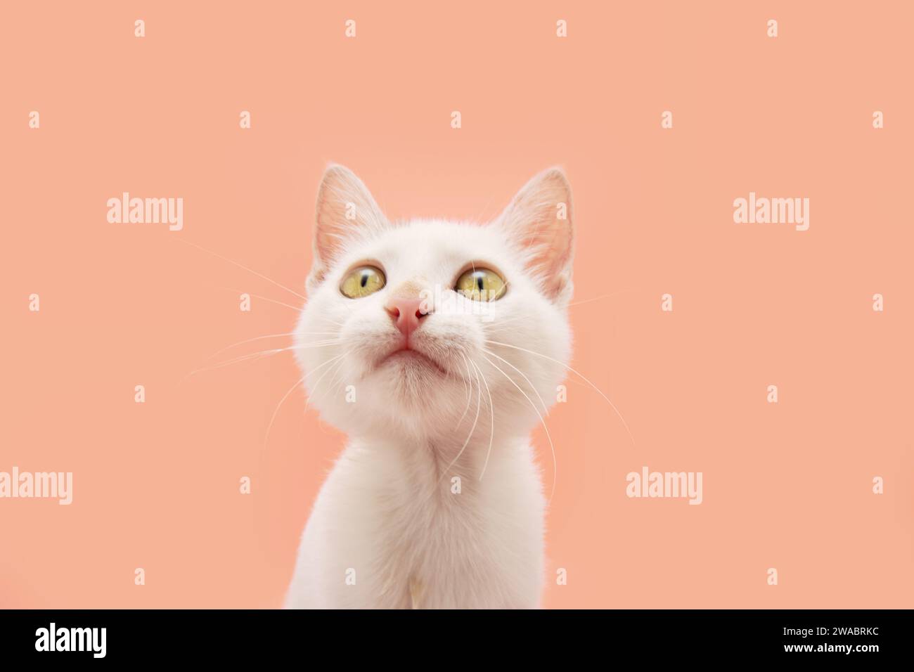 Portrait cute baby cat kitten looking up. Isolated on peach pink pastel background Stock Photo