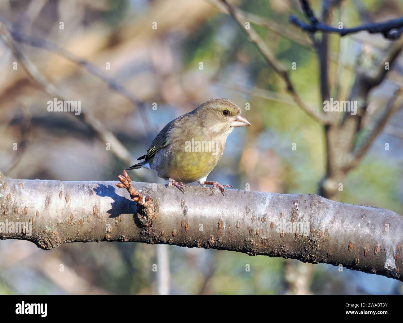 European greenfinch, Grünfink, Verdier d'Europe, Chloris chloris, zöldike, Budapest, Hungary, Magyarország, Europe Stock Photo