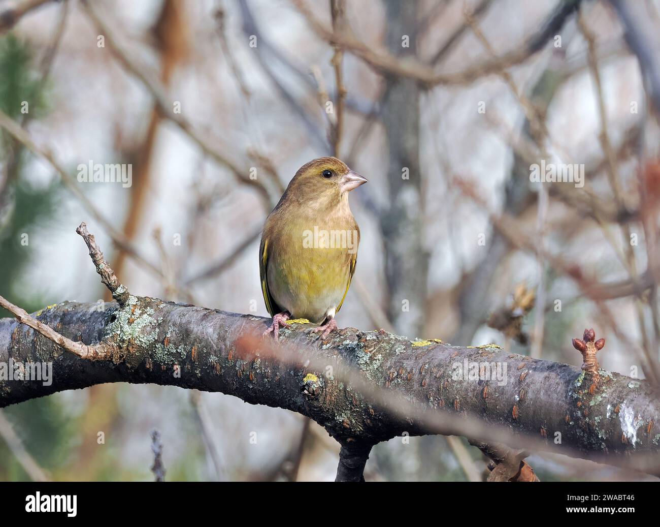 European greenfinch, Grünfink, Verdier d'Europe, Chloris chloris, zöldike, Budapest, Hungary, Magyarország, Europe Stock Photo