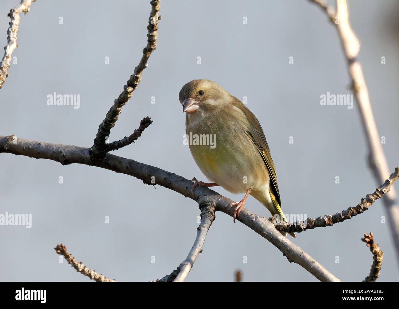 European greenfinch, Grünfink, Verdier d'Europe, Chloris chloris, zöldike, Budapest, Hungary, Magyarország, Europe Stock Photo