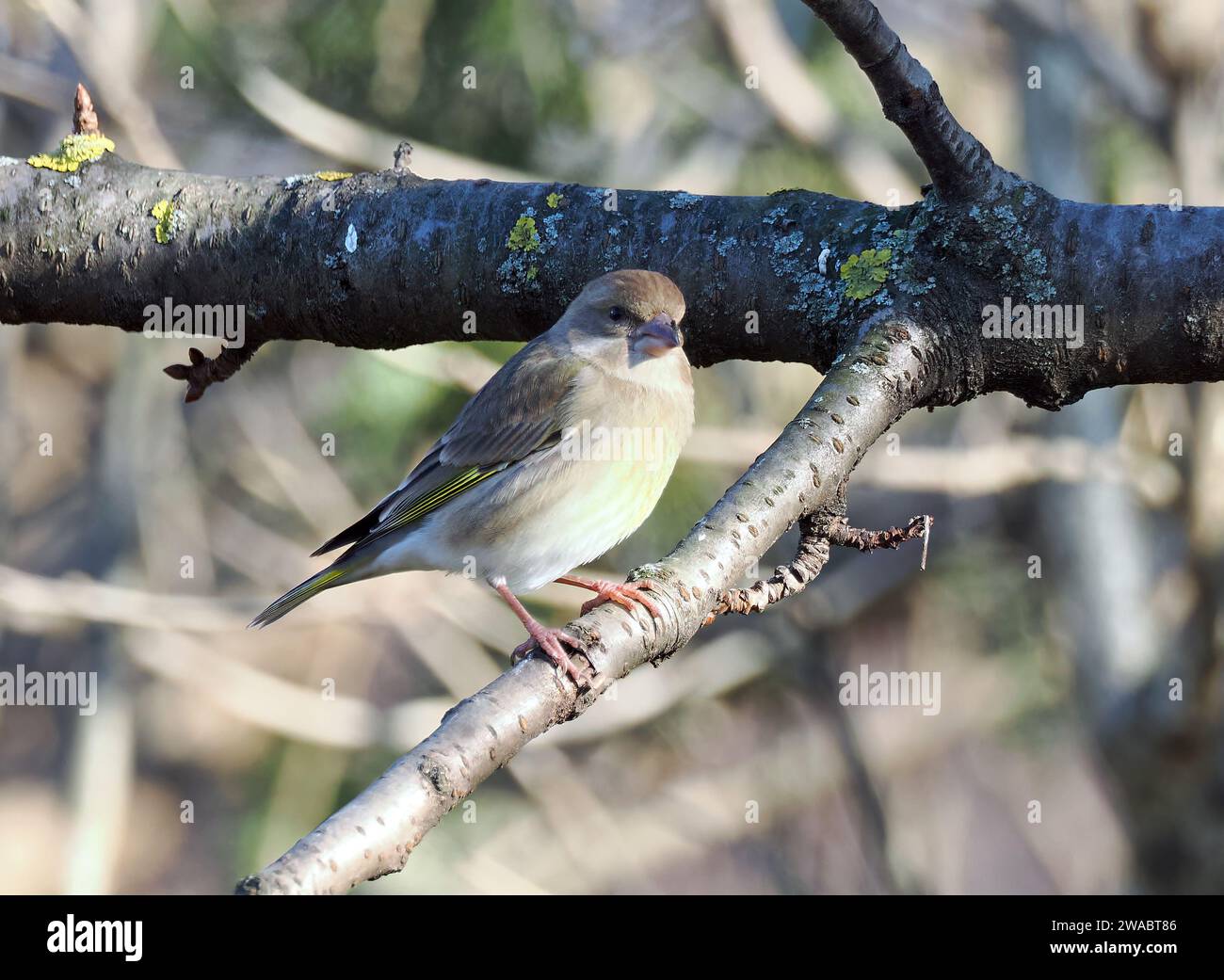 European greenfinch, Grünfink, Verdier d'Europe, Chloris chloris, zöldike, Budapest, Hungary, Magyarország, Europe Stock Photo