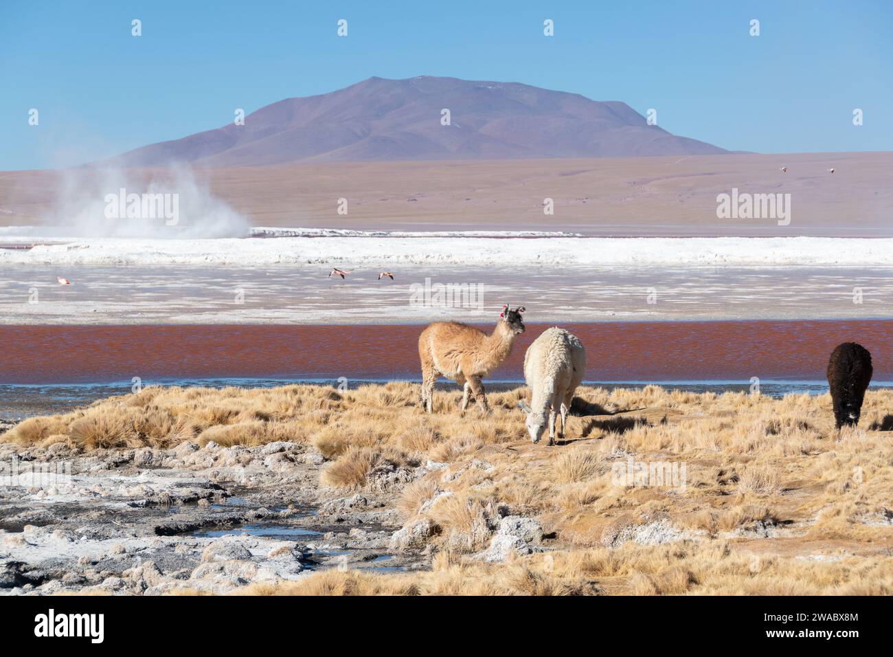 Paisajes de Bolivia Stock Photo - Alamy