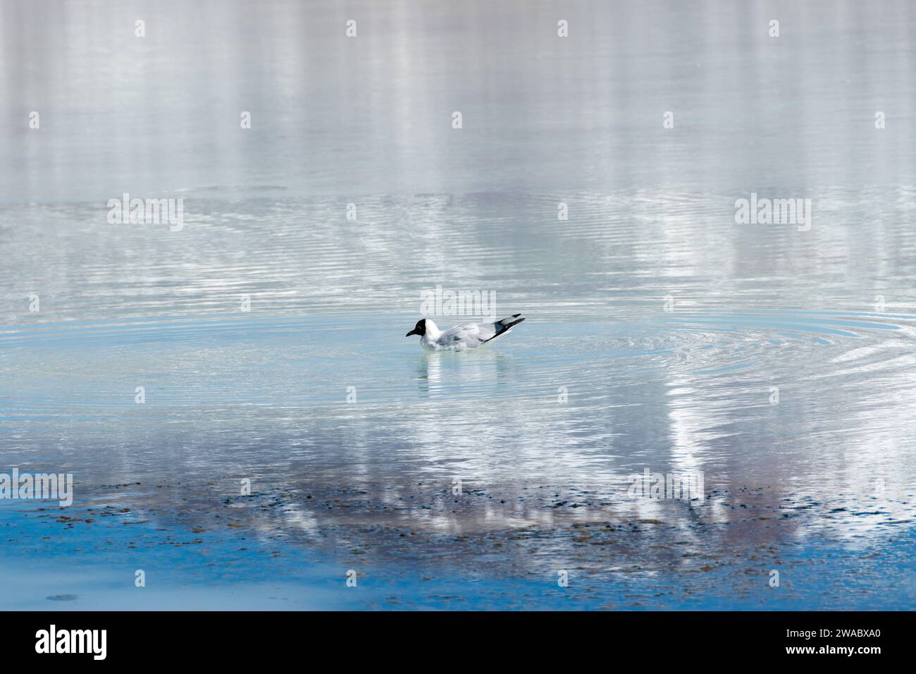 Paisajes de Bolivia Stock Photo - Alamy