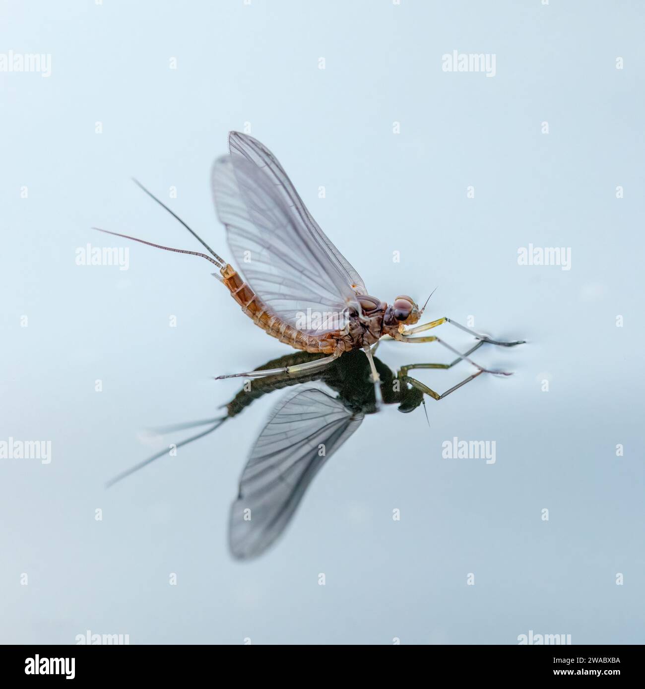 Mayfly resting on water surface with clear reflection Stock Photo