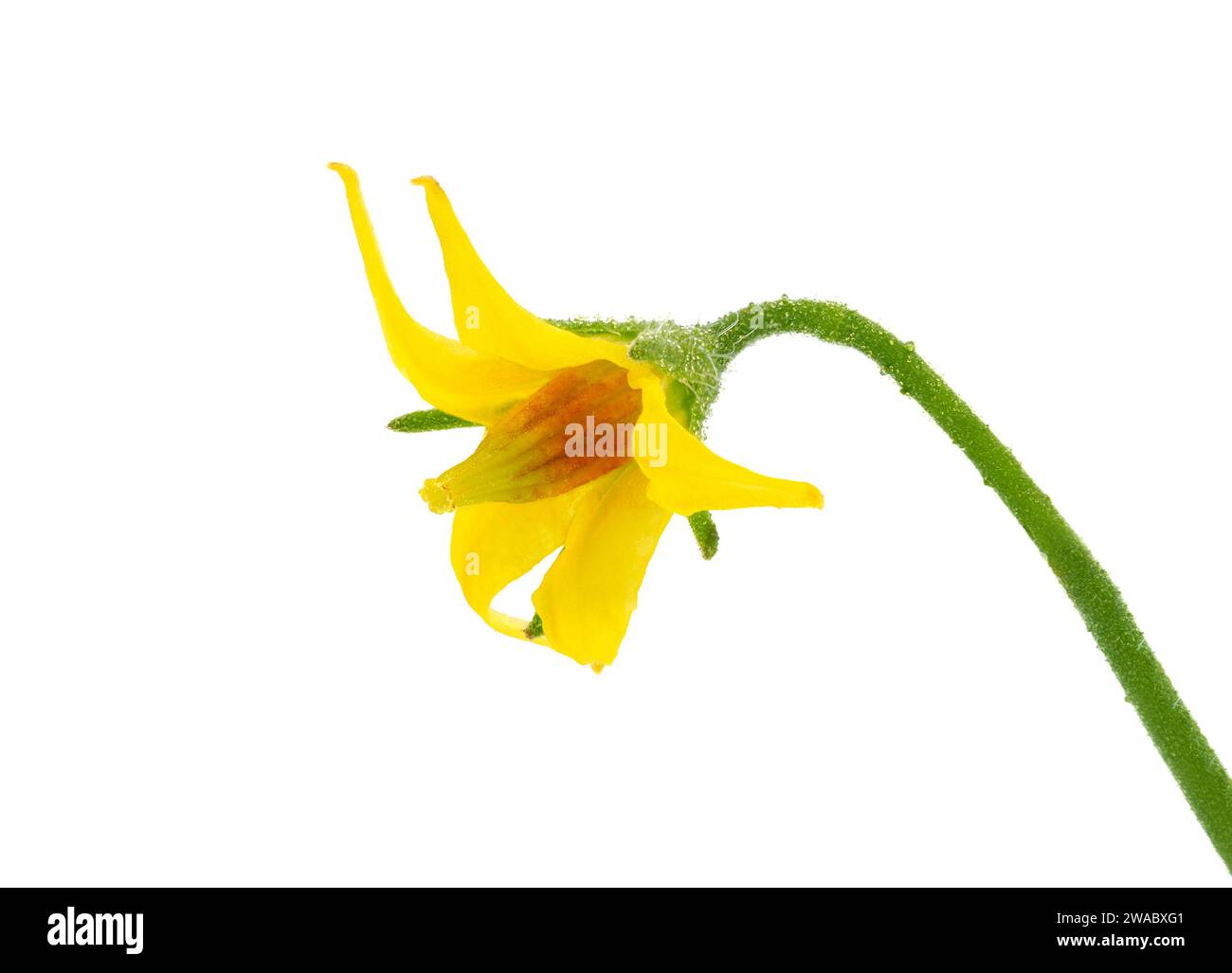 Plum tomato flower isolated on white background, Solanum lycopersicum Stock Photo