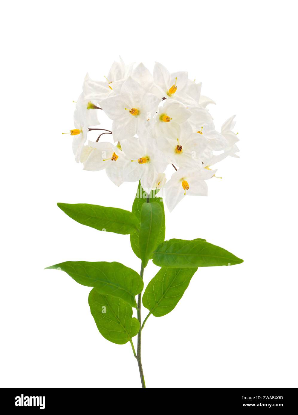 Potato vine flowers isolated on white background, Solanum laxum Stock Photo