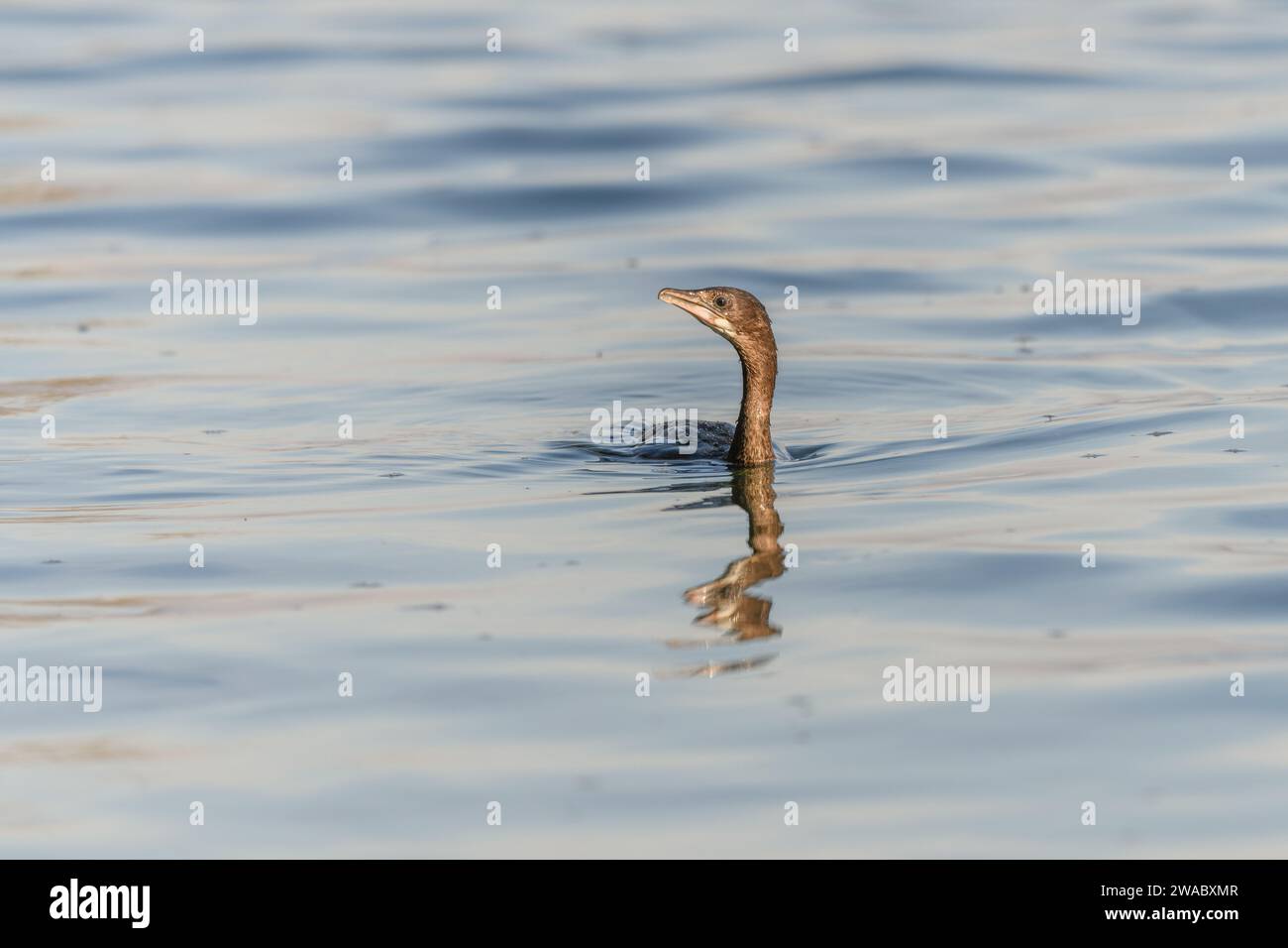 Pygmy cormorant (Microcarbo pygmaeus) swimming in the water in search of food. Bas-Rhin, Alsace,Grand Est, France, Europe. Stock Photo