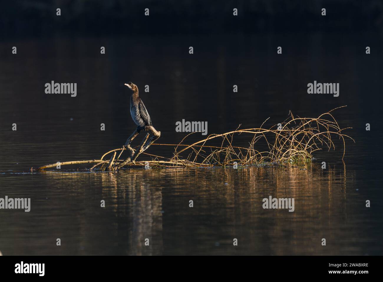 Pygmy cormorant (Microcarbo pygmaeus) perched on a branch in the water. Bas-Rhin, Alsace,Grand Est, France, Europe. Stock Photo