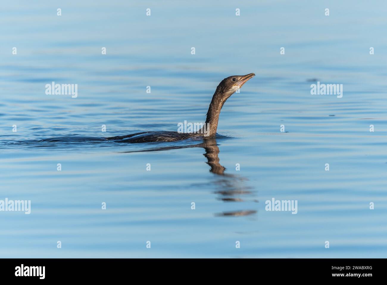 Pygmy cormorant (Microcarbo pygmaeus) swimming in the water in search of food. Bas-Rhin, Alsace,Grand Est, France, Europe. Stock Photo