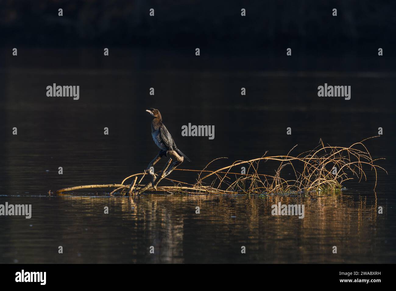 Pygmy cormorant (Microcarbo pygmaeus) perched on a branch in the water. Bas-Rhin, Alsace,Grand Est, France, Europe. Stock Photo