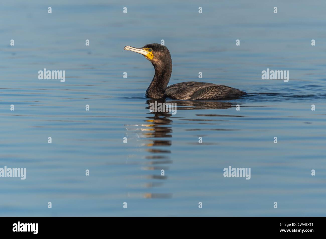 Great cormorant (Phalacrocorax carbo) swimming in the water in search of food. Bas-Rhin, Alsace,Grand Est, France, Europe. Stock Photo