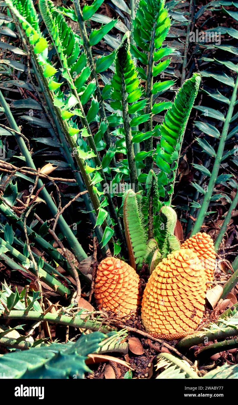 Cycad with two orange female cones Encephalartos villosus South Africa Stock Photo