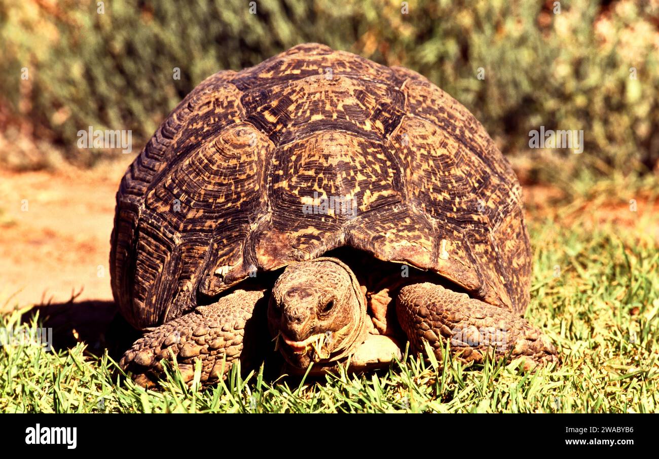 Large Tortoise in South Africa eating grass Stock Photo