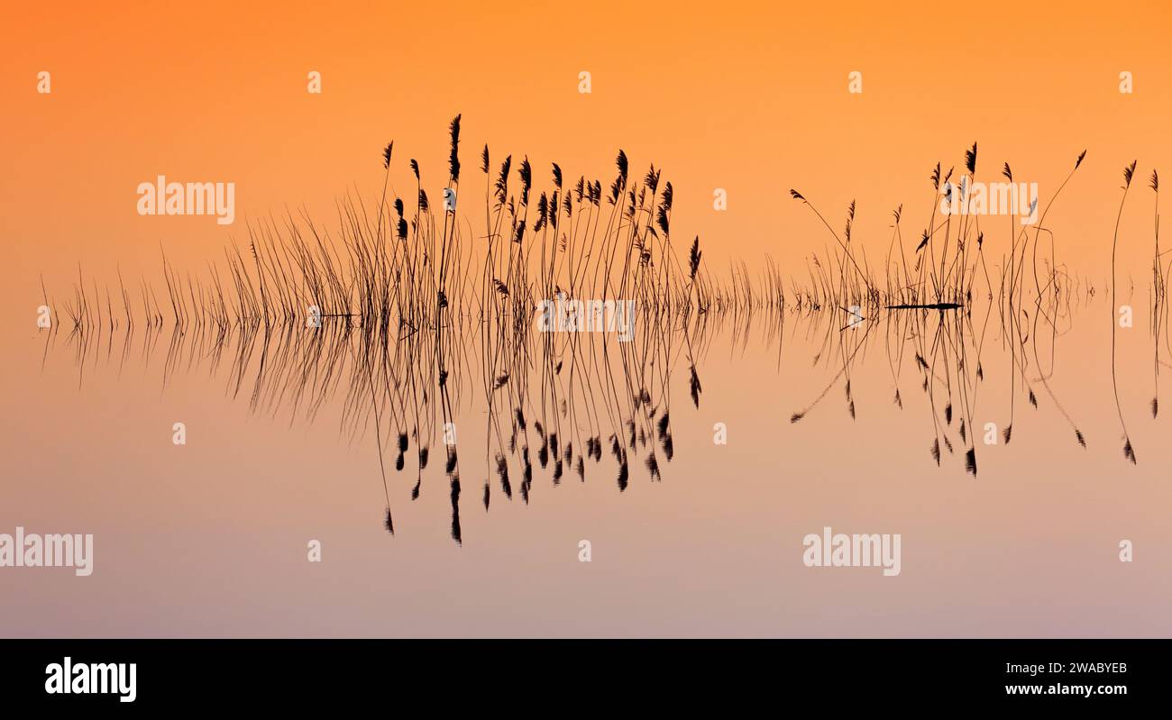 Reflection of reed stems silhouettes in water of pond at sunset in winter Stock Photo