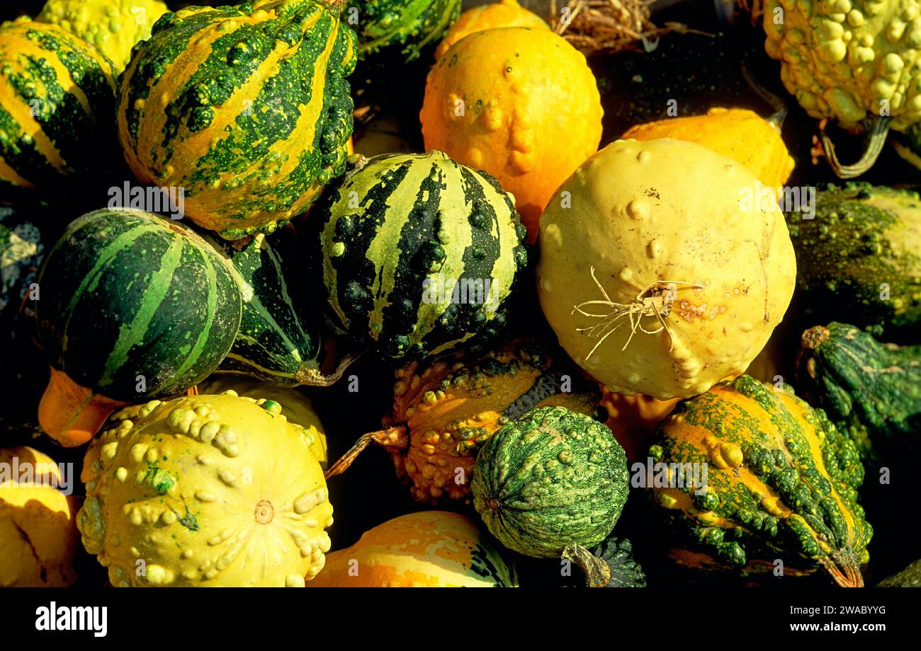 Squashes vegetables Cucurbitaceae for sale in a French Market Stock Photo