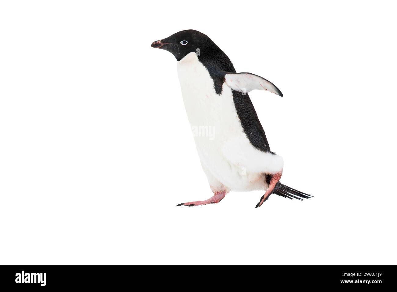 Penguins walking breeding Cut Out Stock Images & Pictures - Alamy