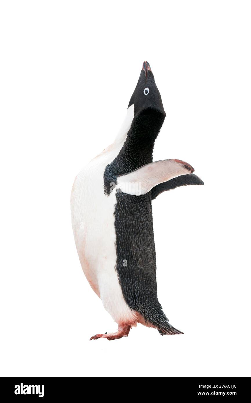 cut out image of single Adelie penguin, Pygoscelis adeliae, in ecstatic