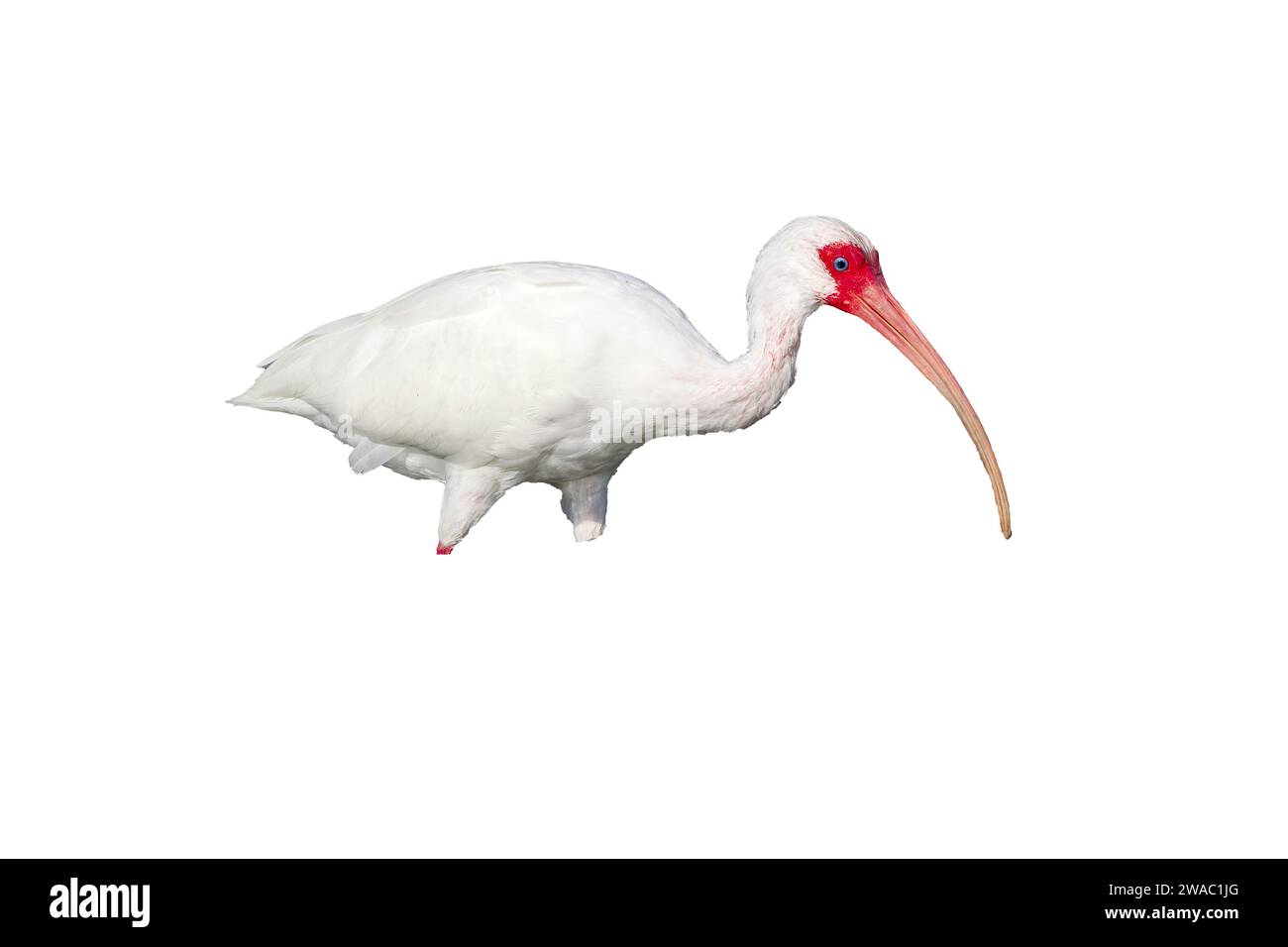 cut out image of American white ibis, Eudocimus albus, Costa Rica Stock Photo