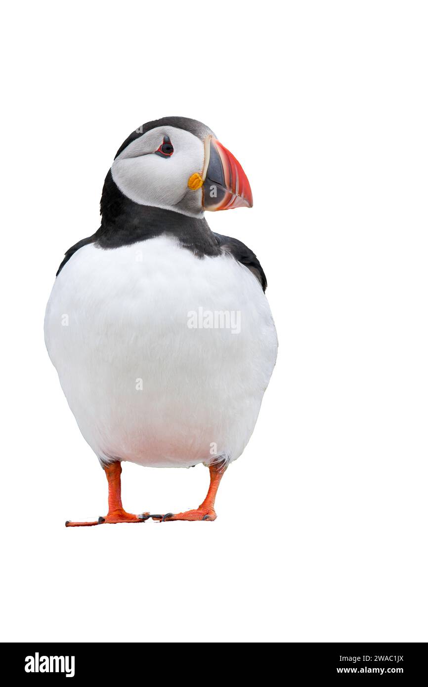 cut out image of single Atlantic puffin, Fratercula arctica, standing on Farne Islands, Northumberland, United Kingdom Stock Photo