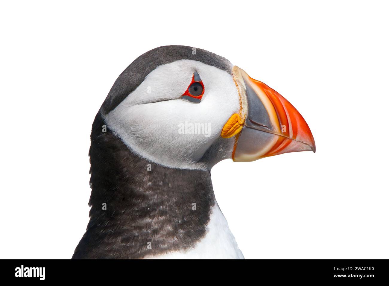 cut out image of close up of head of single Atlantic puffin, Fratercula arctica, Farne Islands, Northumberland, United Kingdom Stock Photo