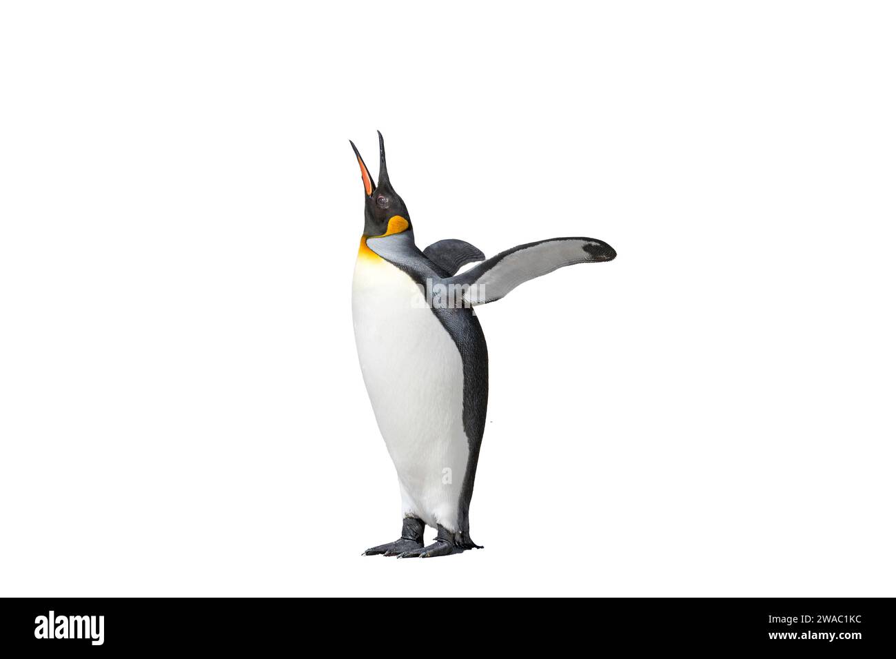 cut out image of king penguin, Aptenodytes patagonicus, standing with