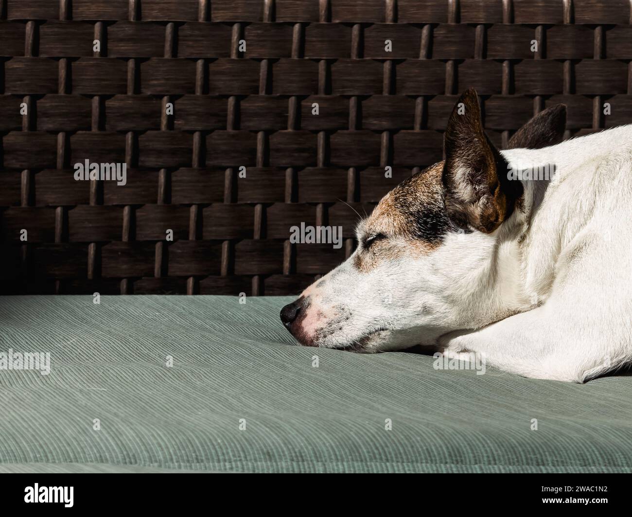 Close-up view of a Jack Russell Terrier dog sleeping in the sun on outdoor furniture Stock Photo