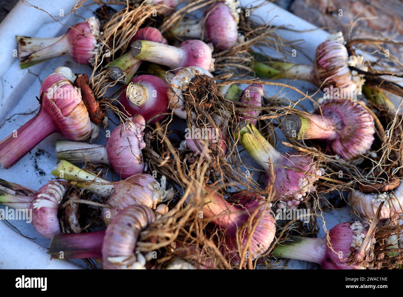 Bulbs of gladioli for winter. Flower seeds Stock Photo Alamy