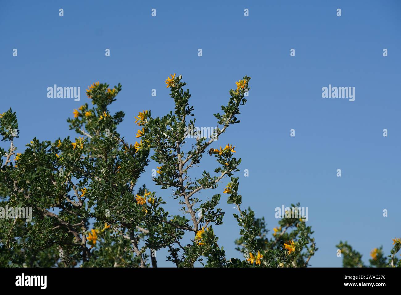 A honey bee or apis mellifera on a moon trefoil or medicago arborea yellow flower Stock Photo