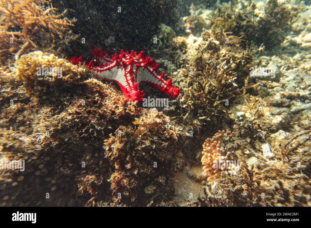 Sun shines on african Red-knobbed Starfish - Protoreaster linckii - in shallow sea - Anakao, Madagascar Stock Photo