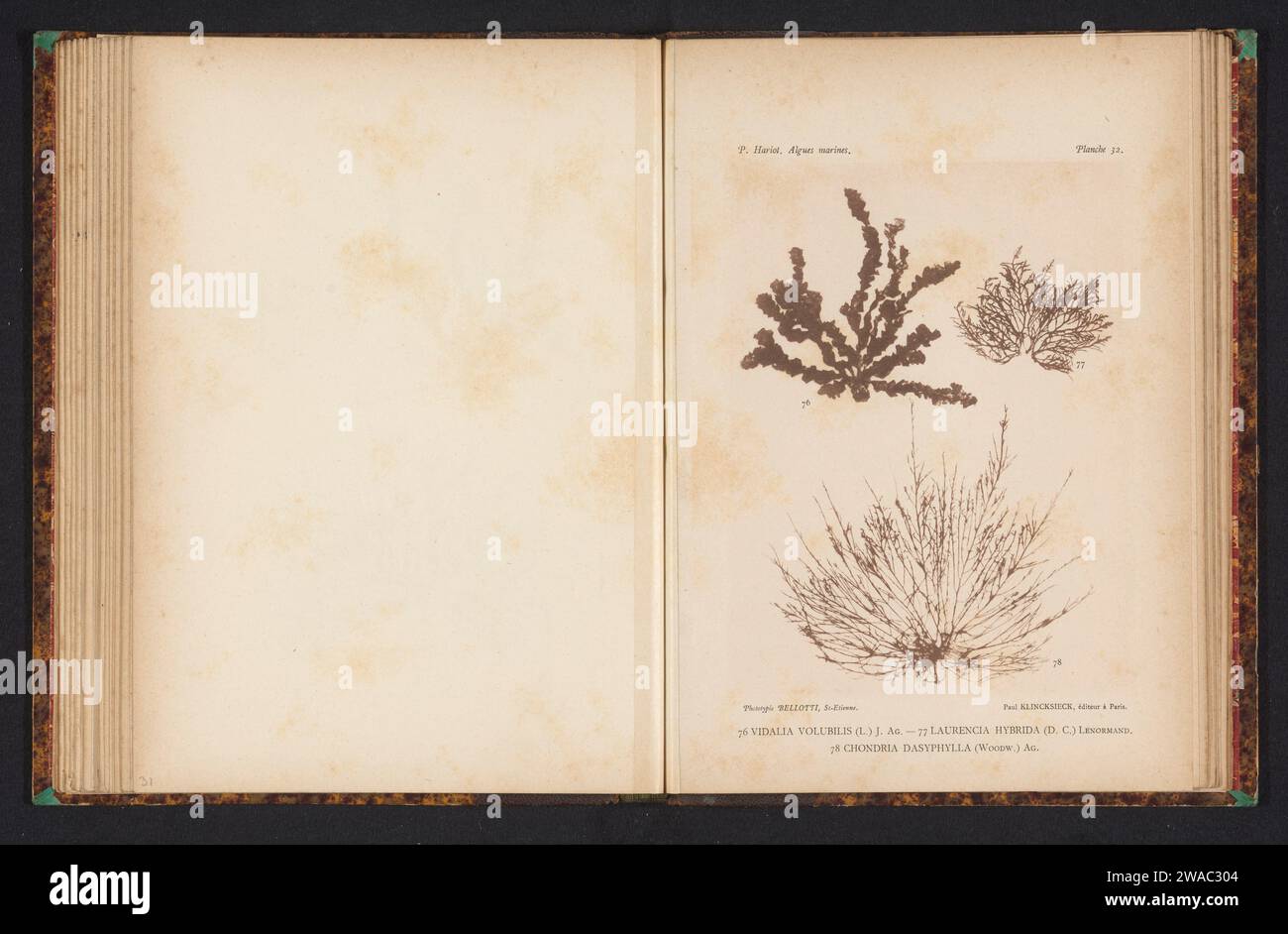 Three types of seaweed, anonymous, c. 1882 - in or before 1892 photomechanical print (76) is Vidalia volubilis, (77) is Laurencia hybrida, (78) is Chondria dasyphylla. FranceSaint-ÉtiennePublisher: Paris paper collotype algae, seaweed Stock Photo