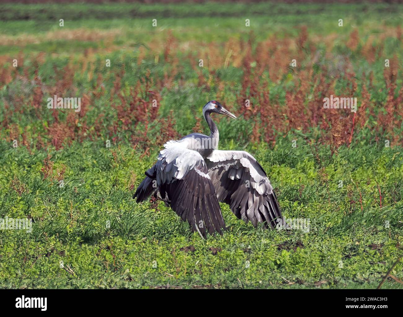 sick crane, common crane, Eurasian crane, Kranich, Grue cendrée, Grus