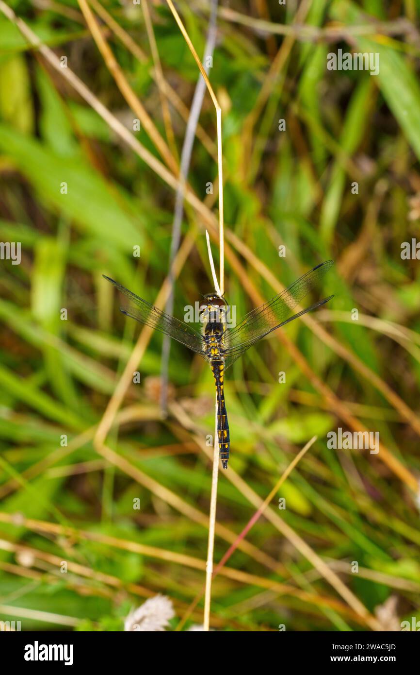 Sympetrum danae Family Libellulidae Genus Sympetrum Black darter Black meadowhawk dragonfly wild nature insect wallpaper, picture, photography Stock Photo