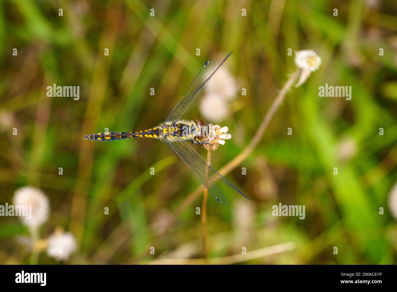 Sympetrum danae Family Libellulidae Genus Sympetrum Black darter Black meadowhawk dragonfly wild nature insect wallpaper, picture, photography Stock Photo