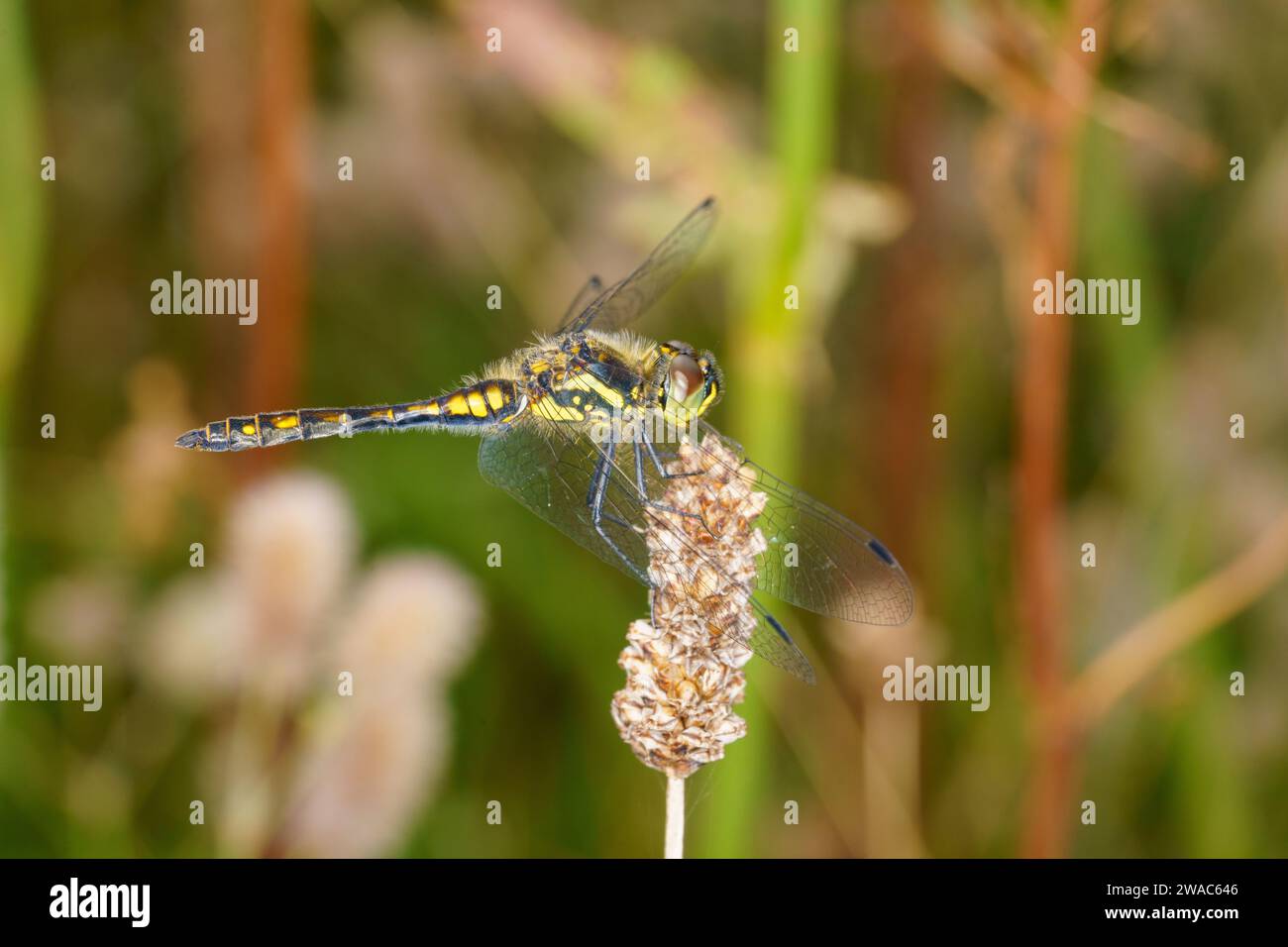 Sympetrum danae Family Libellulidae Genus Sympetrum Black darter Black meadowhawk dragonfly wild nature insect wallpaper, picture, photography Stock Photo