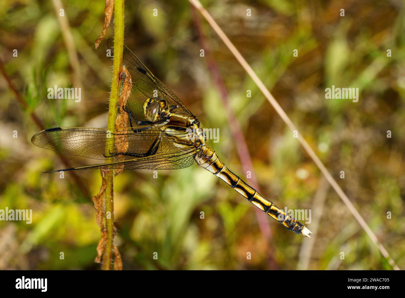 Orthetrum albistylum Family Libellulidae Genus Orthetrum Whitetailed