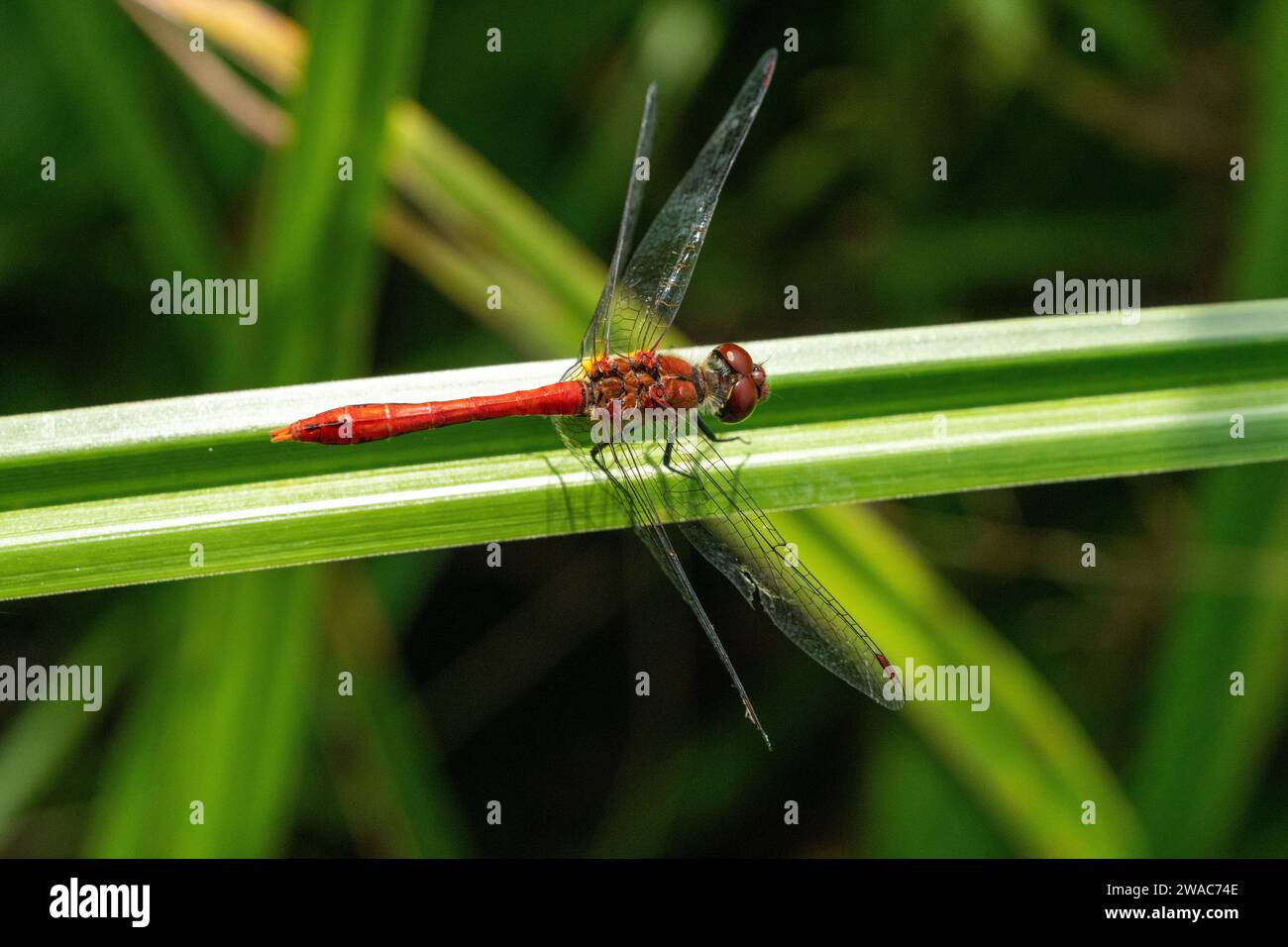 Sympetrum flaveolum hi-res stock photography and images - Alamy