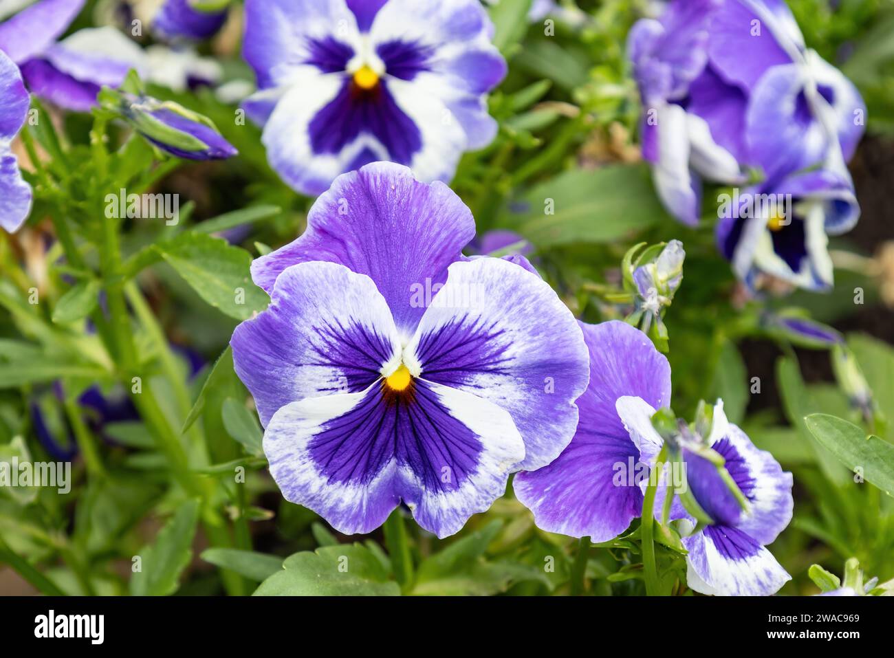 A garden pansy (Viola × wittrockiana), a type of polychromatic large-flowered hybrid plant cultivated as a garden flower Stock Photo