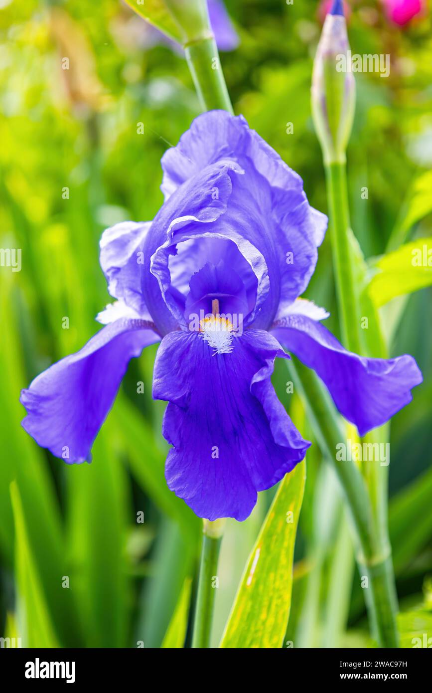 A Deutsche Schwertlilie (Iris × germanica) is the accepted name for a species of flowering plants in the family Iridaceae commonly known as the bearde Stock Photo