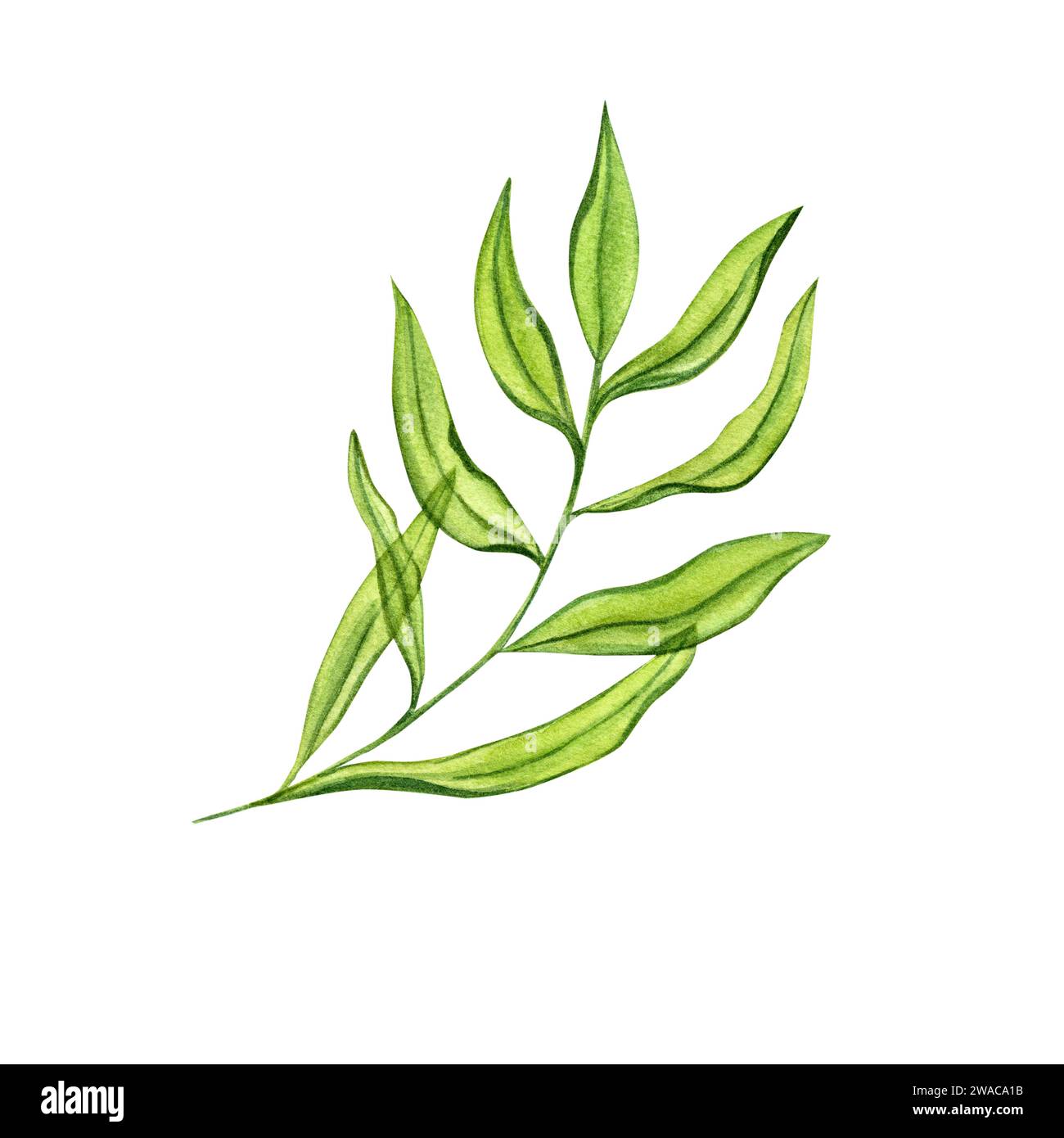 Set of trifoliate leaves hi-res stock photography and images - Alamy