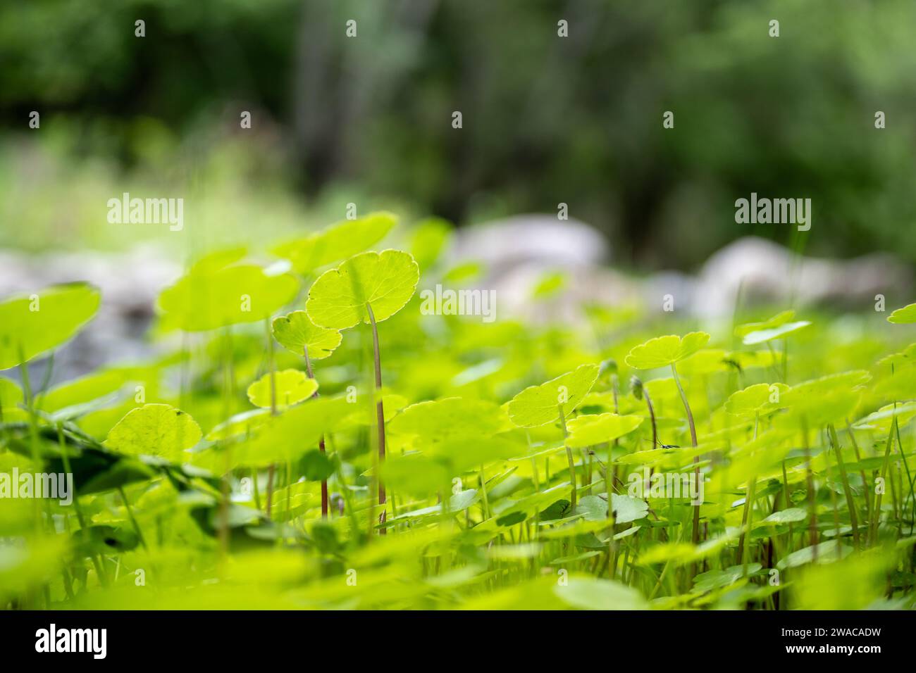 Hydrocotyle bonariensis grows naturally on the banks of a river. Stock Photo