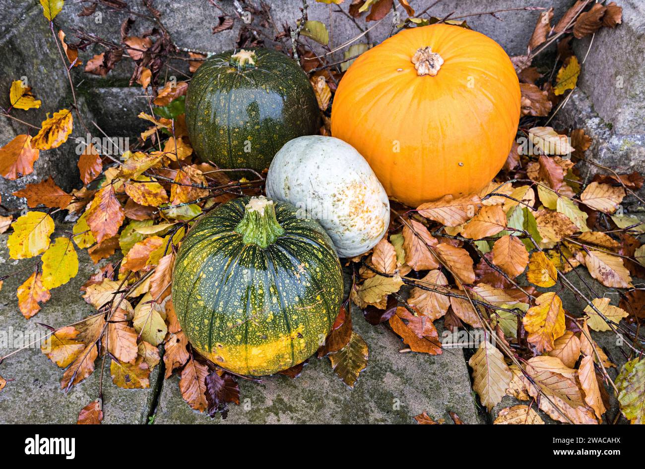 Pumpkins used as a halloween arrangement, Enniskillen, Ireland Stock Photo