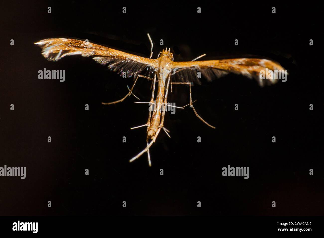 Orange and black moth hi-res stock photography and images - Alamy