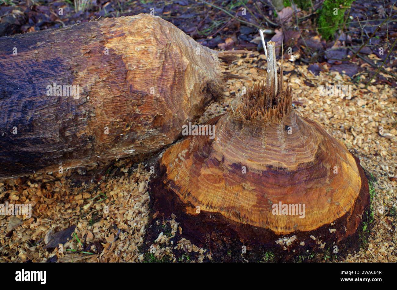 Hourglass eaten by a beaver. Stock Photo