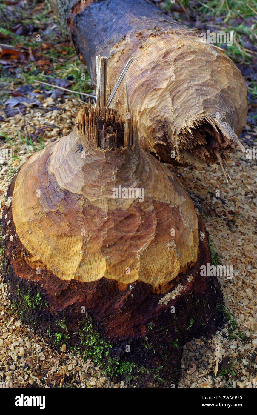 Hourglass eaten by a beaver. Stock Photo