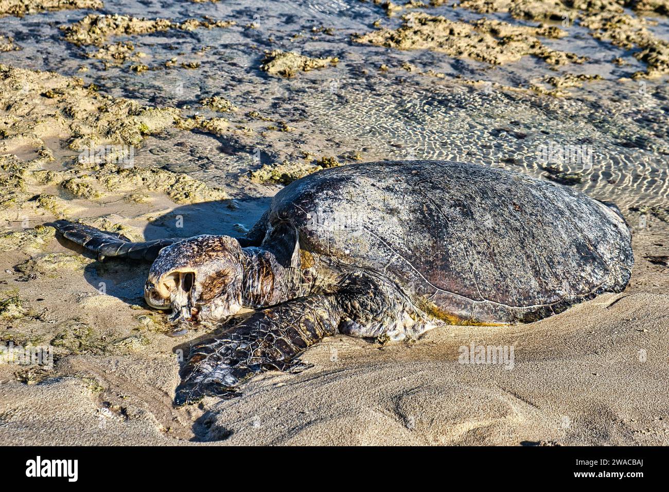 Decaying dead body of a sea turtle on a tropical beach in Western Australia Stock Photo