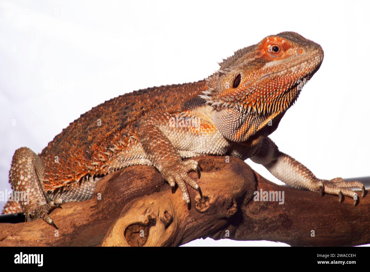A bearded dragon, resplendent in red hues, sits contentedly perched on ...