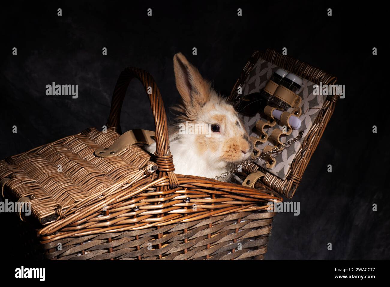 A fluffy Lionhead Lop-eared rabbit, irresistibly cute, playfully pokes its head into a picnic basket. Against a dark backdrop Stock Photo