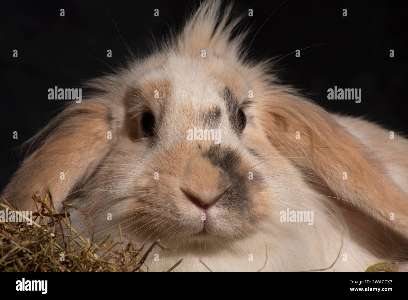 A fluffy Lionhead Lop-eared rabbit, irresistibly cute, playfully pokes its head into a picnic basket. Against a dark backdrop Stock Photo