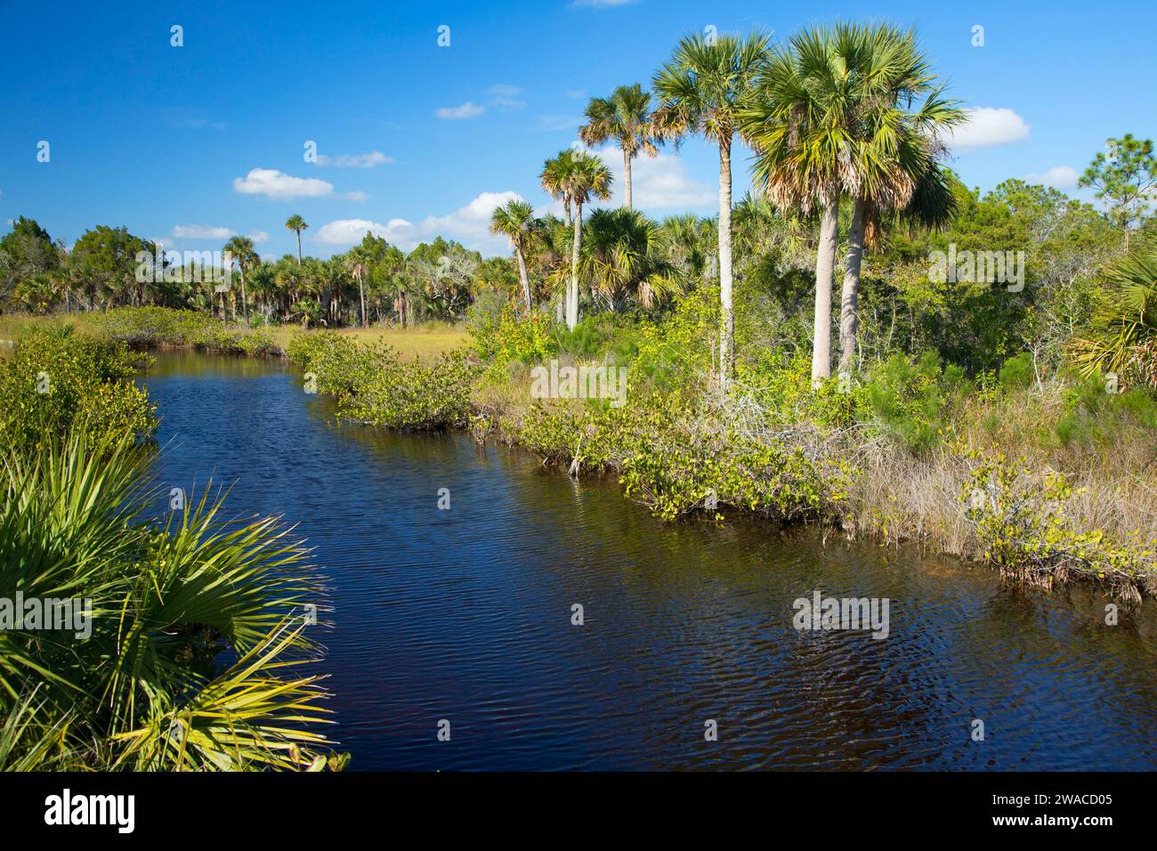 Wetland along Black Point Wildlife Drive, Merritt Island National Wildlife Refuge, Florida Stock Photo