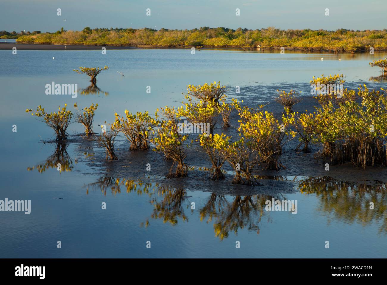 Wetland along Black Point Wildlife Drive, Merritt Island National ...